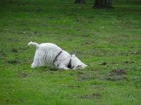 Klik op de foto voor groter formaat